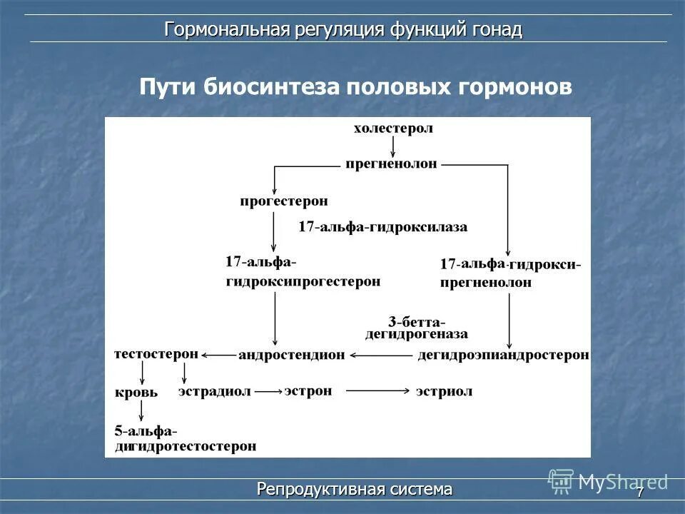 Формирование репродуктивной функции. Гормональная регуляция функции репродуктивной системы. Уровни регуляции репродуктивной системы схема. Регуляция женской репродуктивной системы схема. Гормональная регуляция функций организма кратко.