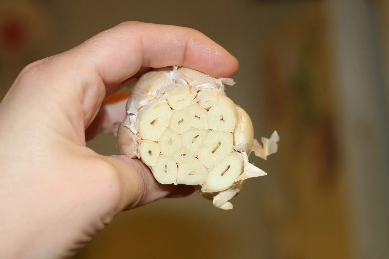 яровой чеснок. срез чеснока. головка чеснока. срез чеснока. чеснок спринг.