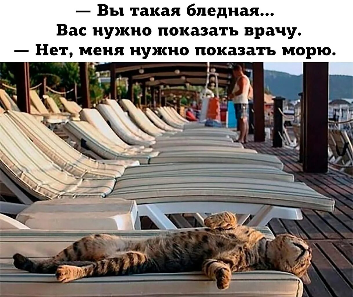 Иди отдохни лучше. Кот на пляже. Котик отдыхает. На море прикольные. Хорошего отпуска.