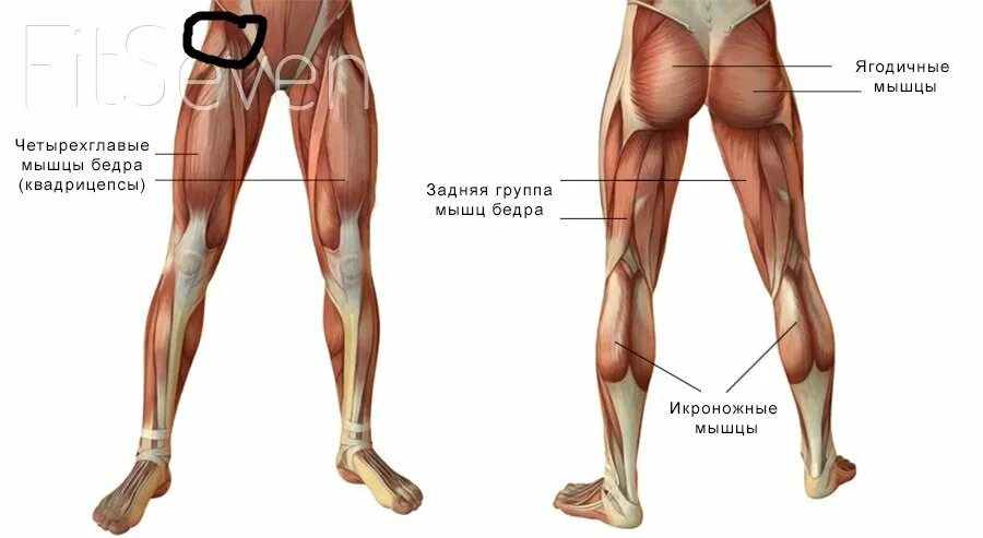 Ноги выше колена. Мышцы ног человека анатомия. Мышечное строение ноги. Мышцы нори. Строение мышц ног.