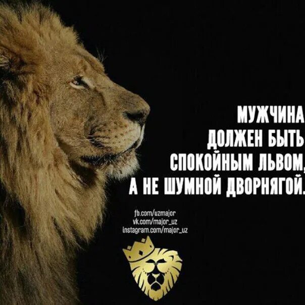 Будь сильным как лев. Мужчина должен быть спокойным львом. Мужчина должен быть спокойным львом а не шумной дворнягой. Мужчина должен быть как Лев. Спокойный Лев.