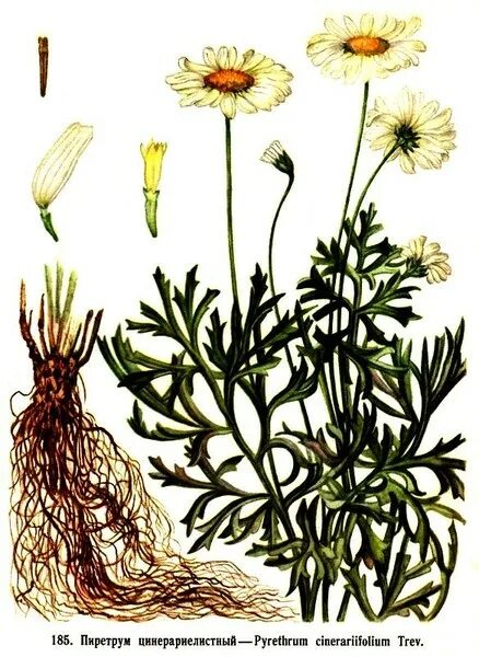 Корневая система ромашки аптечной. Корни нивяника. Нивяник корневая. Pyrethrum cinerariifolium.