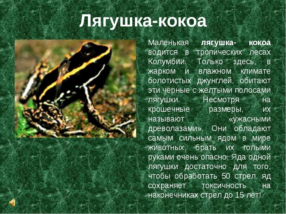 Сообщение на тему лягушки. Доклад про лягушку. лягушка для презентации. сообщение о ядовитых лягушках. сообщение о земноводных жабы.