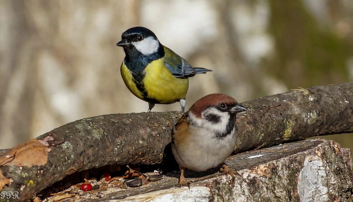 птица синица и воробей. синичка и воробей. синица воробей снегирь. художник jan weenink. птица синица и воробей.