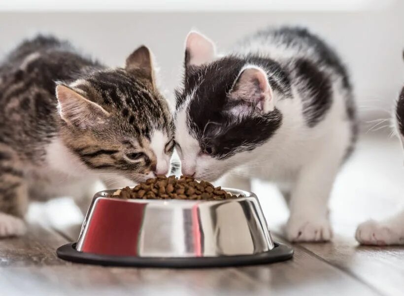 Feed your cat