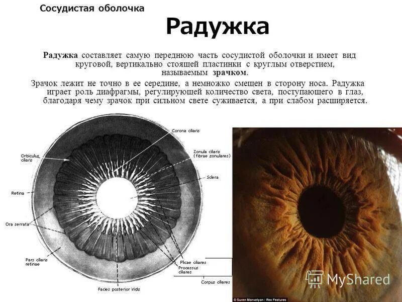 Строение глаза зрачок радужка. Радужка глаза строение анатомия. Радужка глаз человека анатомия. Радужная оболочка глаза строение и функции.