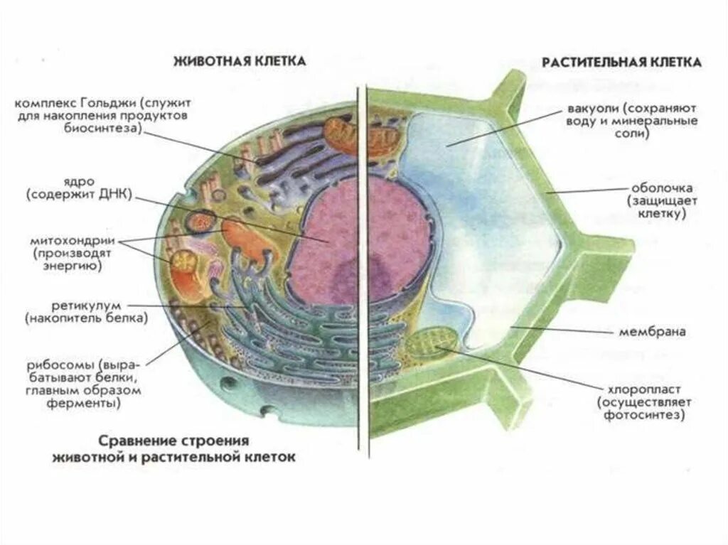 Практическая работа номер 1 строение клетки. Строение рас и животной клетки. строение животной клетки и строение растительной клетки. структура эукариотической животной клетки.