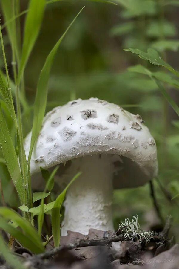 Мухомор и белый гриб. Белая поганка гриб. Мухомор поганковидный ядовитый. Белый мухомор ядовитый. Трубчатая поганка