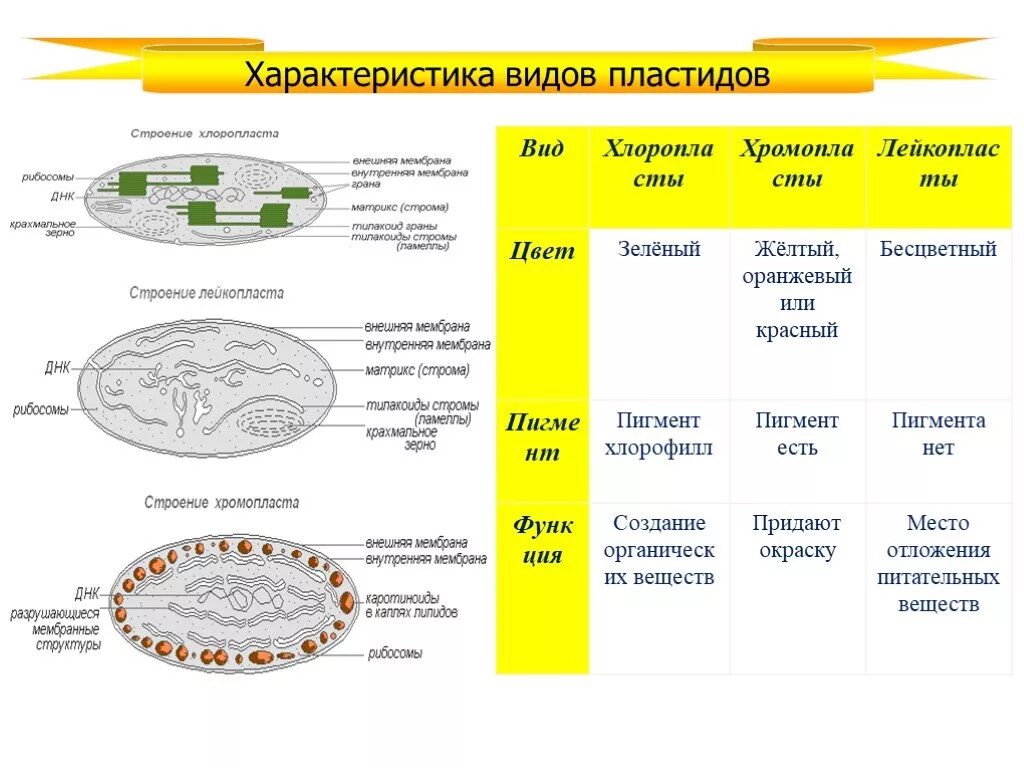 Какого строение пластид. Классификация пластид растительной клетки. типы пластид и их функции. пластиды строение таблица. типы пластид таблица.