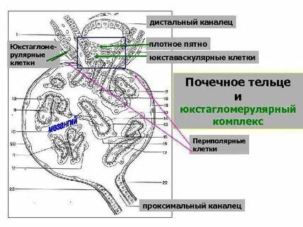 Плотное пятно
