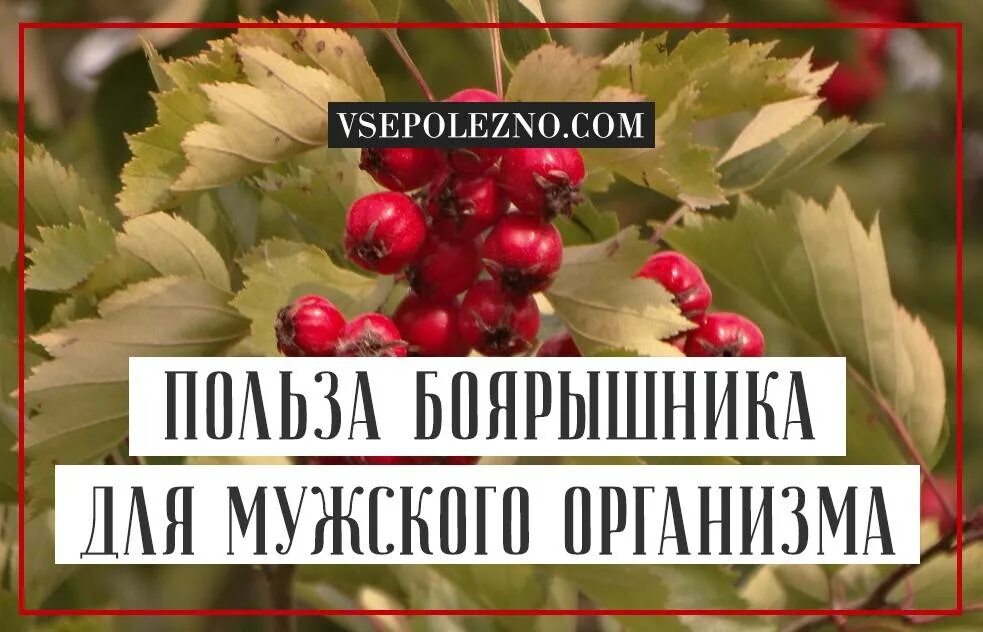 Боярышник польза и вред для мужчин