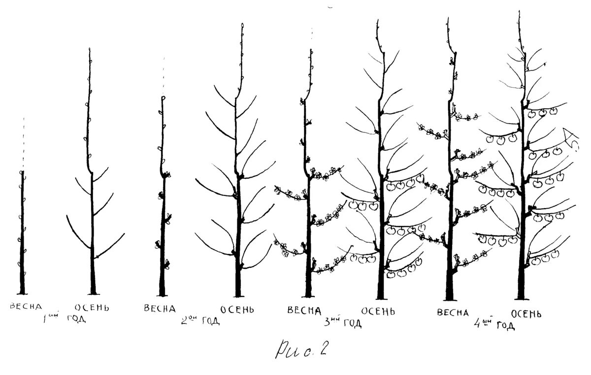 Обрезка колоновидной яблони весной. Обрезка колоновидной яблони весной схема. Схема обрезки колоновидной яблони весной. Обрезка колоновидных яблонь осенью.