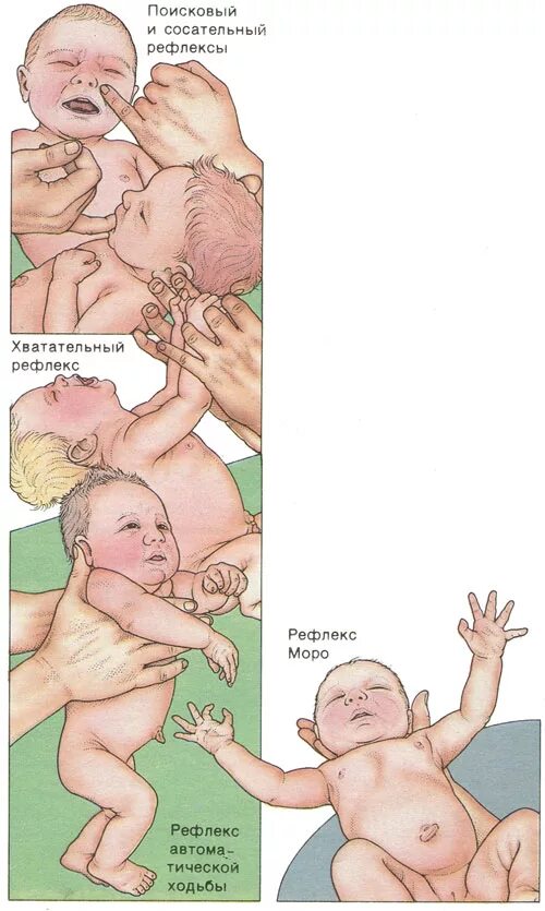 Рефлексы новорожденных. Сосательный рефлекс новорожденного. Массаж для развития сосательного рефлекса. Развитие сосательного рефлекса у новорожденных.