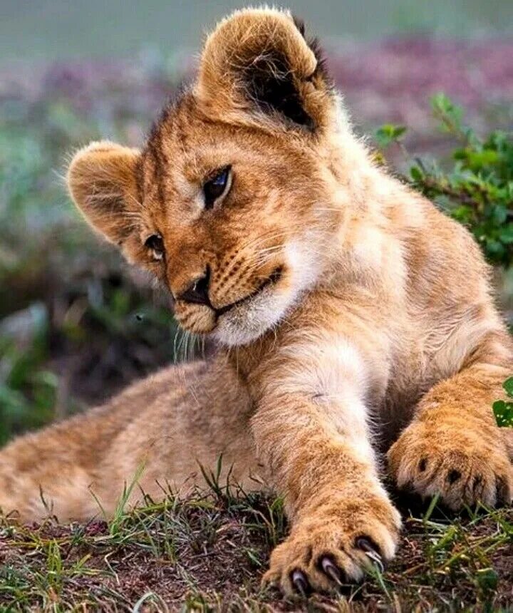 Красивый львенок. Cub animal. Cub animal. Маленький лев. Львята фото.