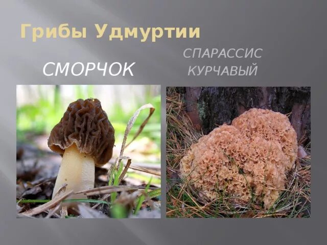 В связи с началом грибного сезона