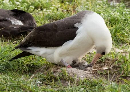 Knowing bird