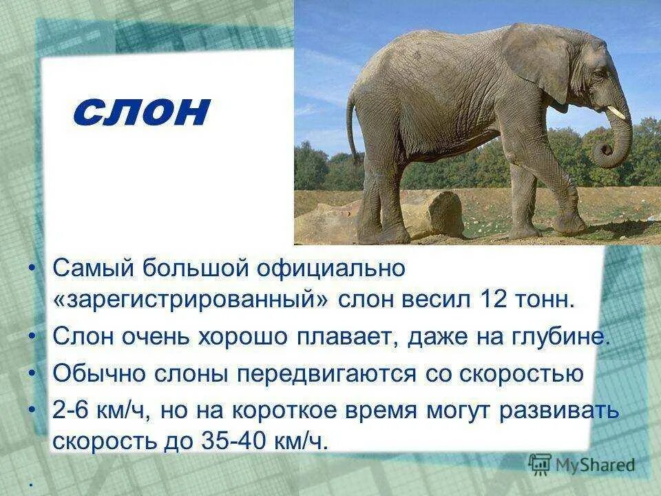 Где стоят слоны. Слон. Сколько весит слон. Факты о слоне. Текст про слона.
