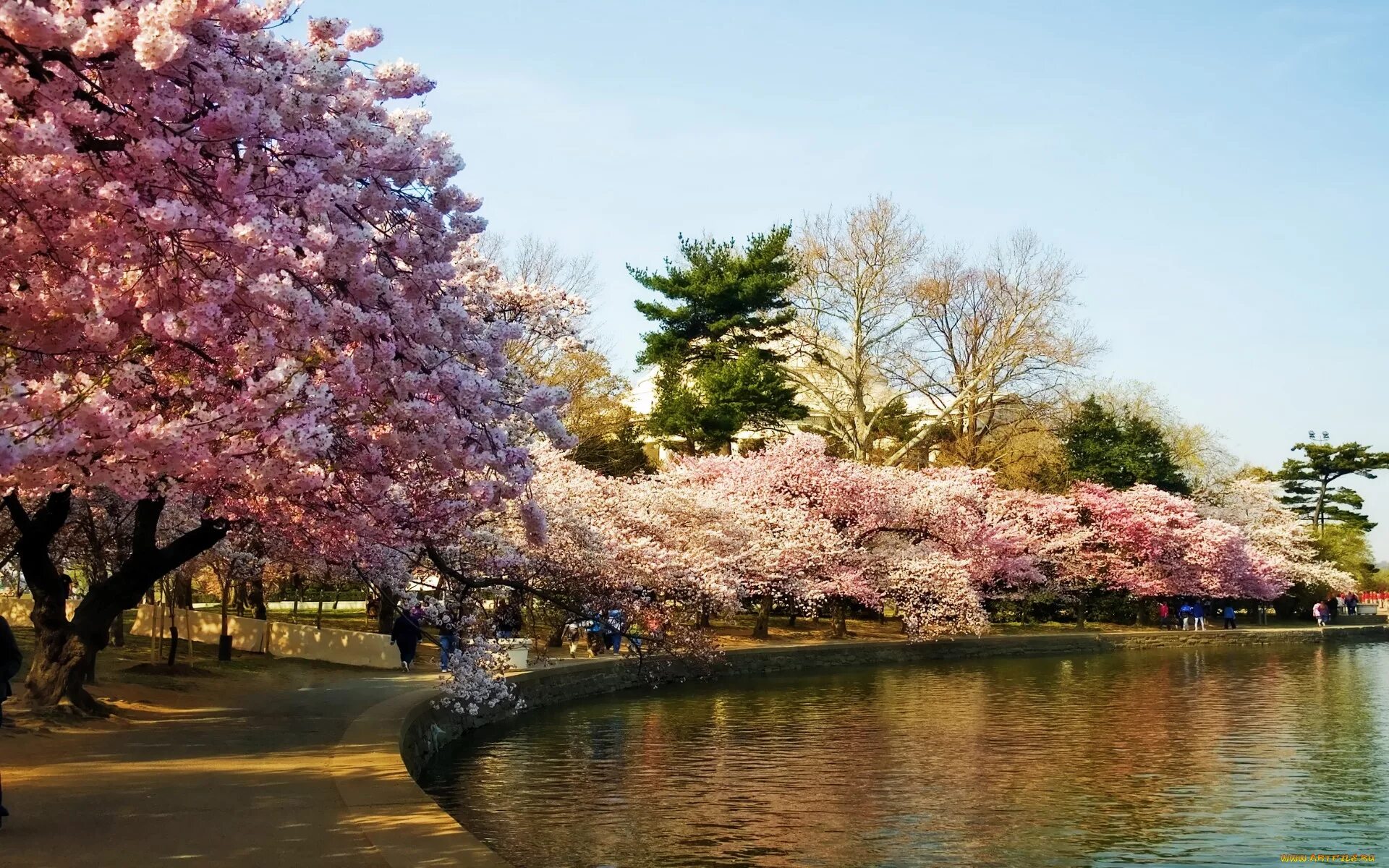 Сакура черри блоссом дерево. Йокогама Япония цветение Сакуры. Ужгород Сакуры цветение Сакуры. Цветущая Сакура в Японии.