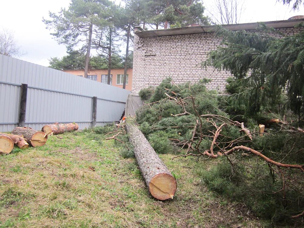 Куда обратиться чтобы спилили дерево. Спил деревьев рядом с домом. Спил деревьев возле частного дома. Аварийное дерево возле частного дома. Можно спиливать деревья возле дома.