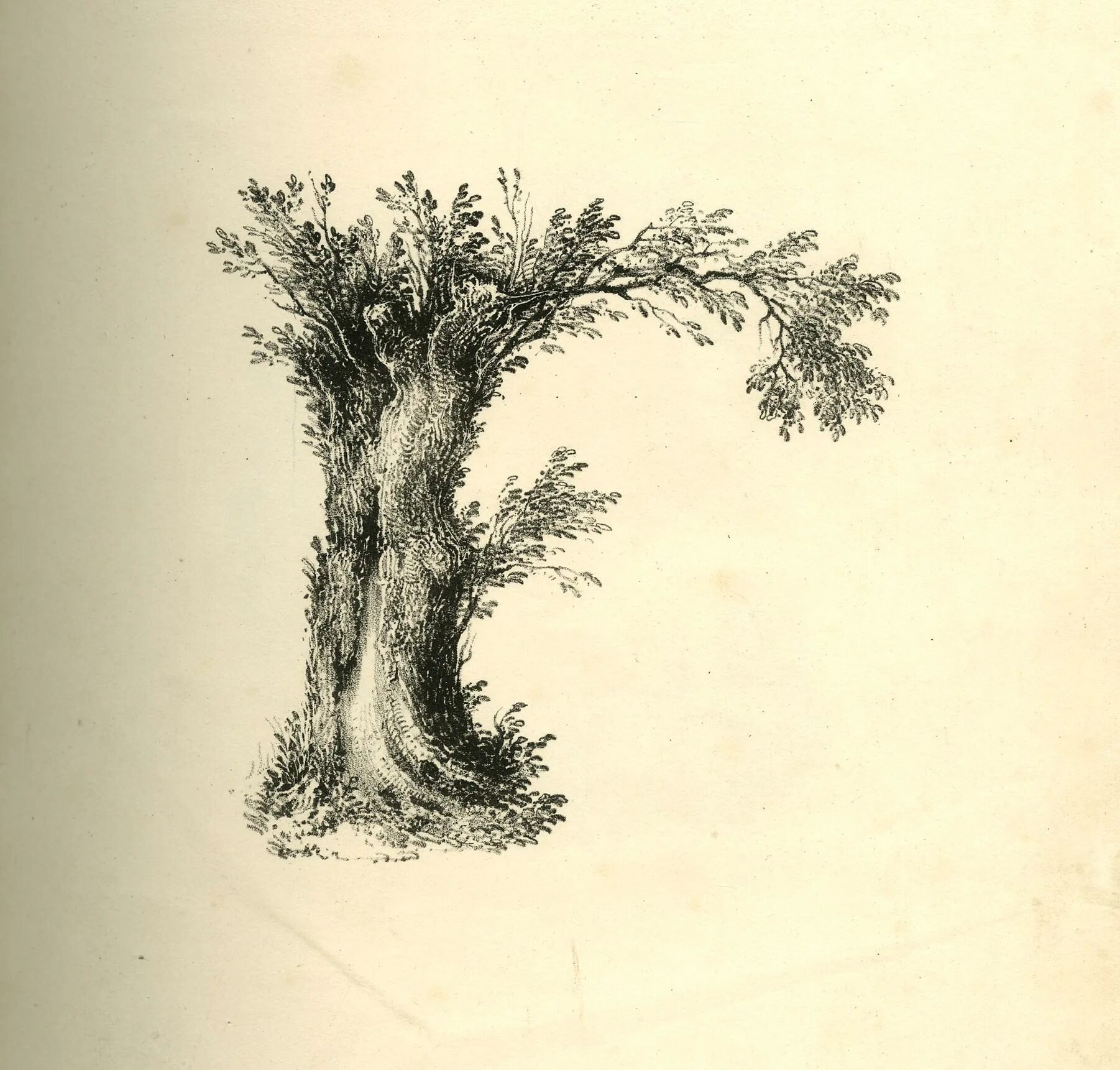 Лиственные деревья для детей. Дерево на букву р. Лиственные деревья для детей. Плакат дрофа-медиа деревья россии. Лиственные деревья названия.