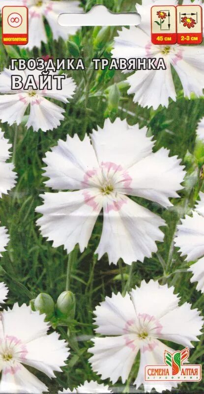 гвоздика ангел хоуп. интернет магазин цветок поволжья. интернет магазин цветок поволжья. астра альпийская вейниковая. Lagerstroemia indica 'berlingot menthe'.