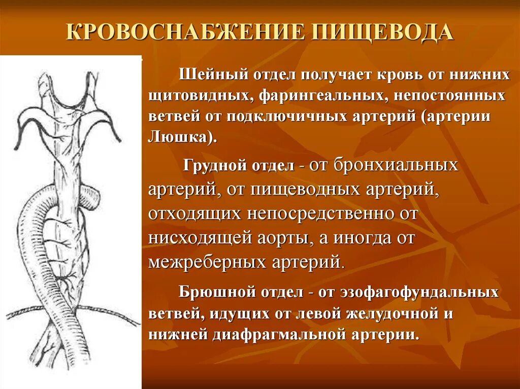 Сосуды пищевода. Топография пищевода кровоснабжение. Кровоснабжение пищевода топографическая анатомия. Кровоснабжение грудного отдела пищевода. Кровоснабжение шейного отдела пищевода.