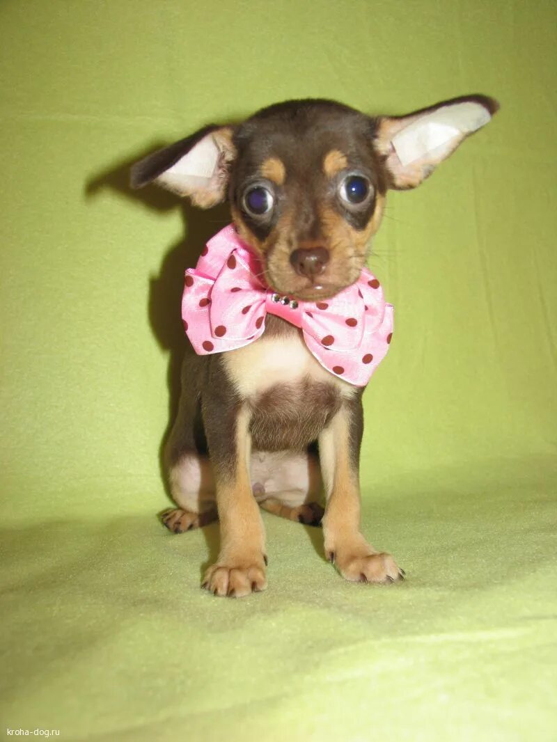 Бигль мини той терьер. Мини той терьер краснодар. Щенок той терьера 3 месяца. Русский той терьер черный. Той терьер краснодар.