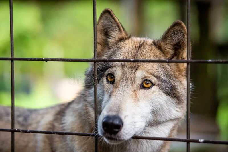Волк в клетке. Клетки для питбулей. Клетка для амстаффа. Эксперимент авиценна с ягнятами. Волк в клетке.