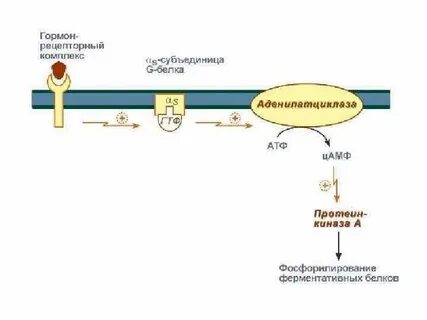 Аденилатциклазная система передачи сигналов