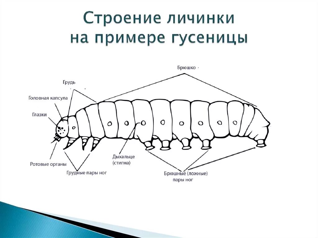 Развитие при котором личинки насекомых. Строение личинки гусеницы. строение личинки (гусеницы) насекомых.. внутреннее строение гусеницы схема. строение личинки на примере гусеницы.