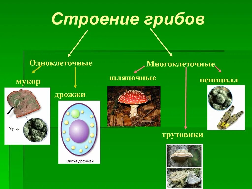 Строение грибов одноклеточных и многоклеточных. Грибы это одноклеточные или многоклеточные организмы. Строение гриба одноклеточные и многоклеточные. Одноклеточные и многоклеточные грибы биология.