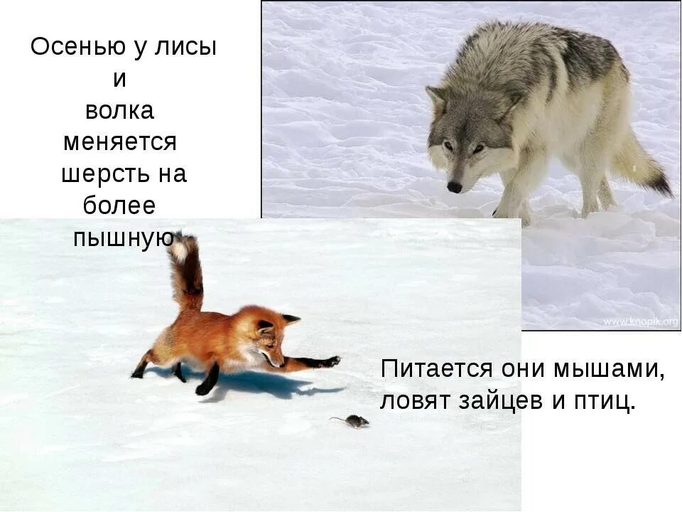 Лиса меняет цвет. Лиса и волк зимой. лисы зимой и летом. волки и лисы зимой. волк меняет шерсть.