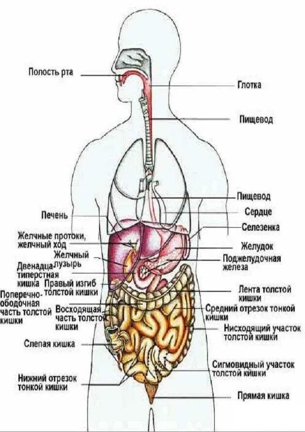 Строение органов человека спереди.