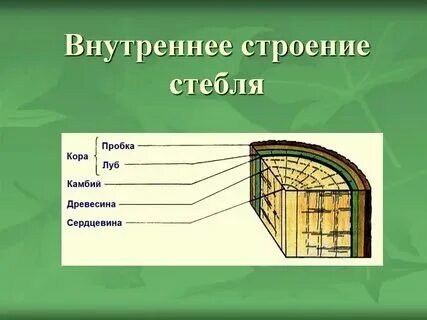 Луб стебля какая ткань