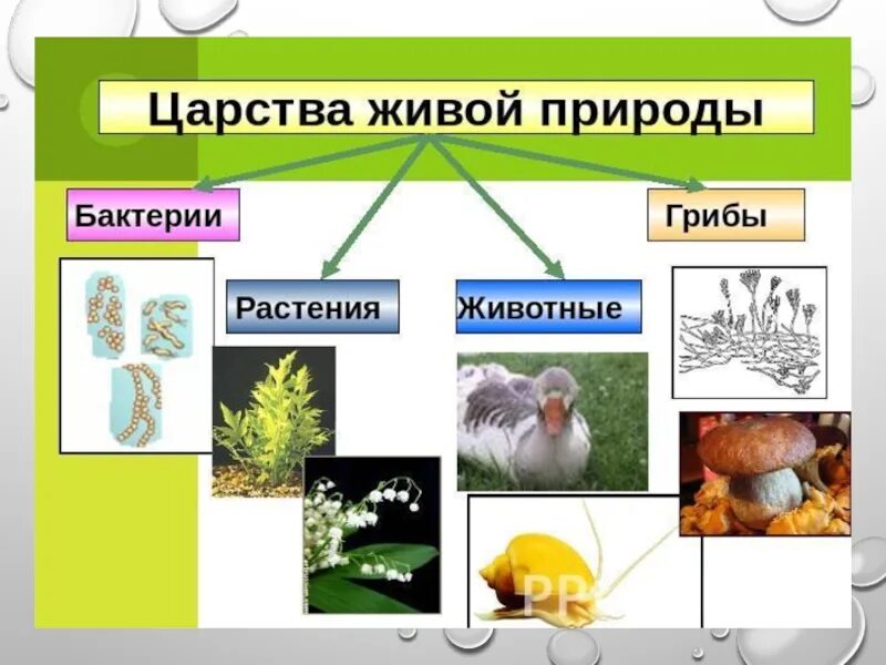 Сколько на земле существует царств. Царства живой природы. Царствавдивой природе. Царства природы 3 класс. Царства живой природы 3 класс.