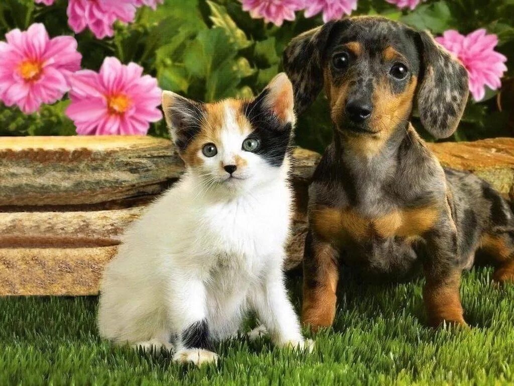 Кошечки собачки праздник урожая. Собачки и кошечки. Красивые собаки и кошки. Щенок и котенок. Красивые собаки.