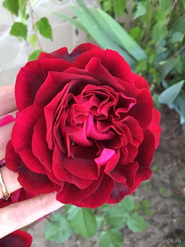 роза изабель ренессанс. роза изабелла росселлини. Isabel roses bbc. роза изабелла ренессанс. изабель аубрет роза.