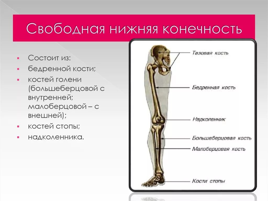 Самая крупная кость поясов конечностей. Скелет свободной части нижрних конечности. Свободная нижняя конечность. Строение свободной нижней конечности. Отделы костей нижней конечности.