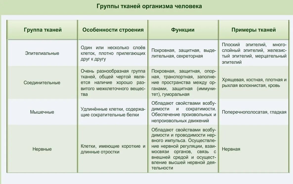 Биология 7 класс функций. Эпителиальная соединительная мышечная нервная ткани таблица. название ткани строение функции таблица. характеристика типов тканей биология таблица 8 класс. название ткани строение функции таблица 7 класс.