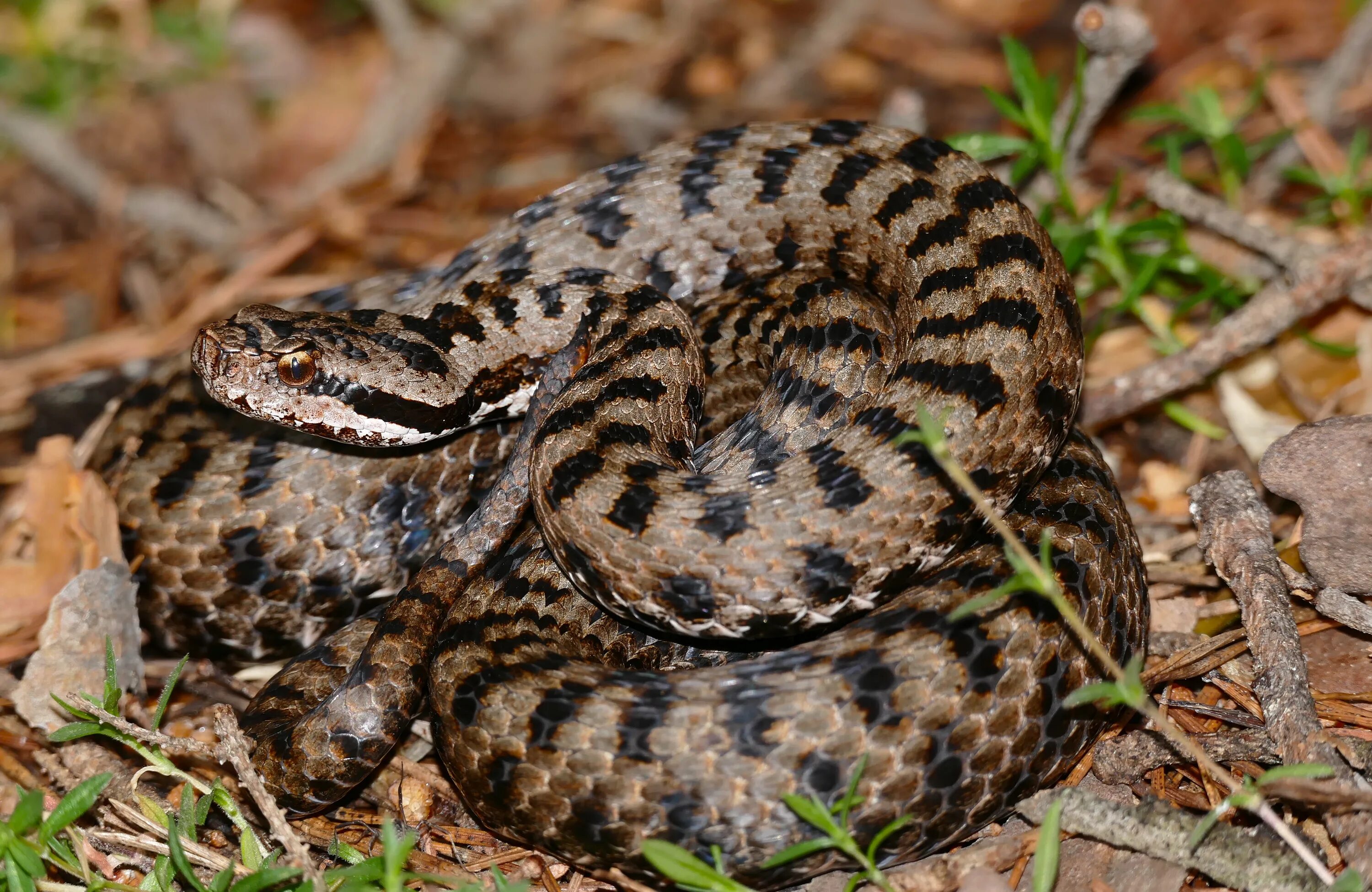 Гадюка обыкновенная. Обыкновенная гадюка (Vipera berus). Обыкновенная гадюка - Vipera berus (Linnaeus, 1758). Обыкновенная Северная гадюка.