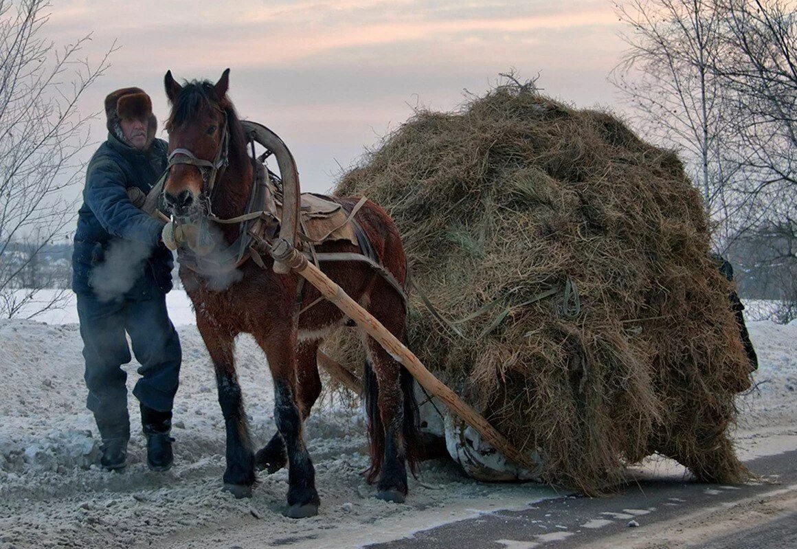 Лошадь сено в день. Лошади в деревне. Лошадь с санями. Деревенская лошадь с повозкой. Телега с лошадью.