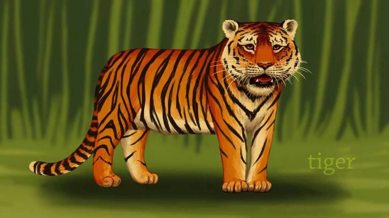 Zoo animals videos. Animals for Kids Tiger. Детский сад : животные. Jungle animals. Jungle animals for Kids.