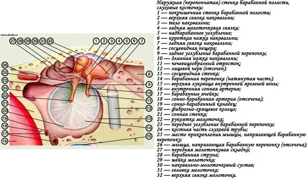 Иннервация барабанной полости. Стенки барабанной полости. Задняя стенка барабанной полости анатомия. Наружная стенка барабанной полости граничит с. Мышцы барабанной перепонки