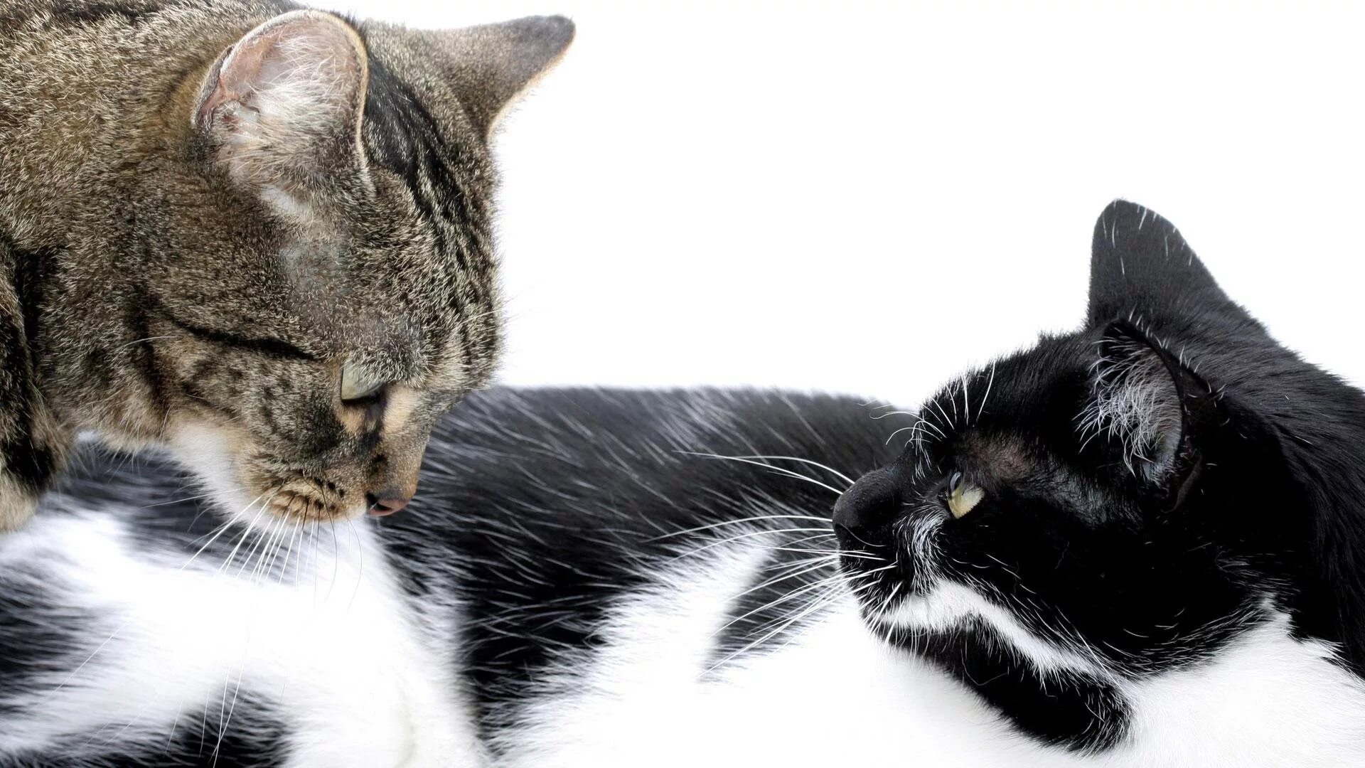 Две кошки. Кошка черная с белым. Серо черный кот. Черный и белый котик. Картинка cat net