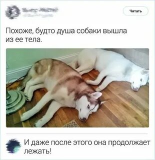 Душа собаки читать