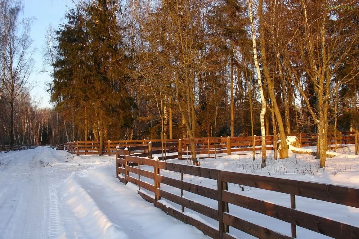 Лесное спб пушкинский. Храму покрова пресвятой богородицы в лесном. Лесное спб пушкинский. Лесное спб пушкинский. Лес в пушкине спб.