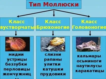 Представителями типа моллюсков являются