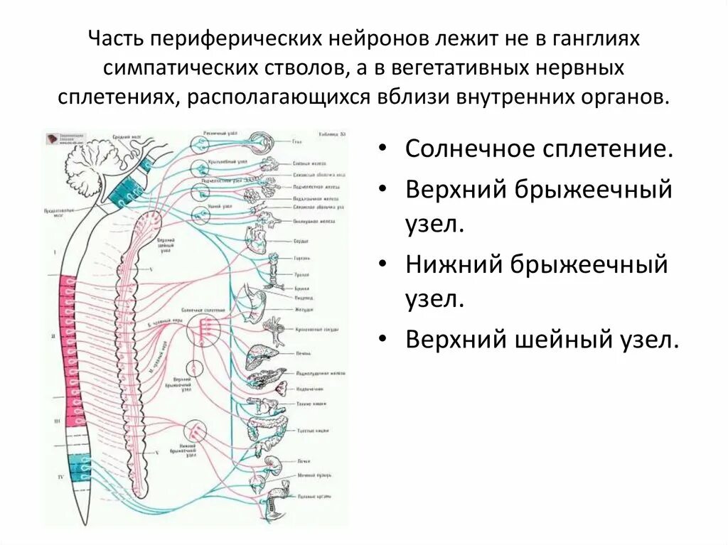 Шейные узлы вегетативной нервной системы. Симпатический ствол анатомия схема. Симпатический ствол строение топография. Шейный отдел симпатического ствола схема.