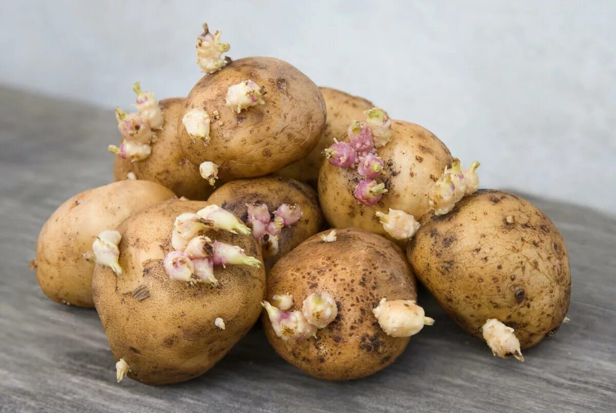 Пророщенный клубень картофеля. Прорастание Глазков картофеля. Израстание клубней картофеля. Ростки картофеля.