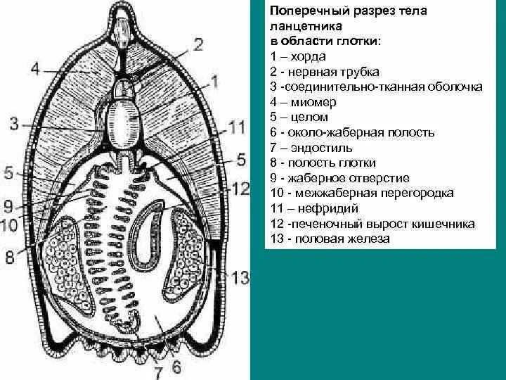 Поперечный срез ланцетника в области глотки. Строение ланцетника в области жаберного отдела. Поперечный срез ланцетника в области кишечника. Поперечный разрез ланцетника в жаберной области. Ланцетник глотка